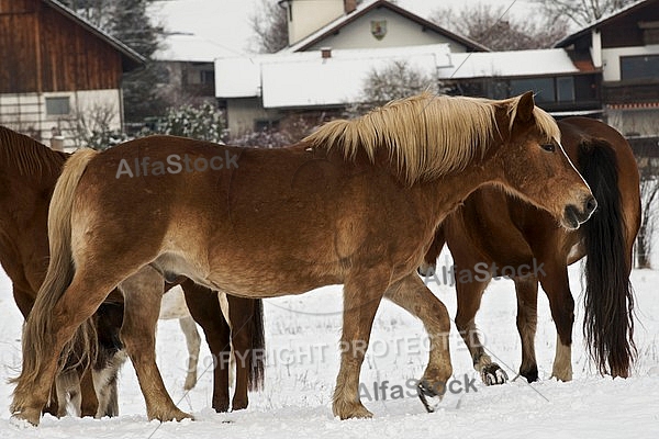 Horses