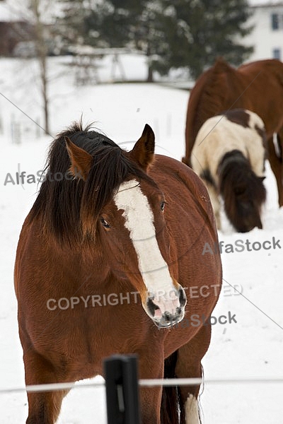 Horses