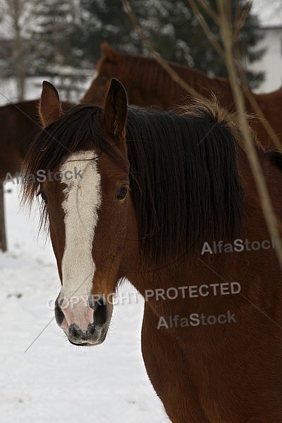 Horses