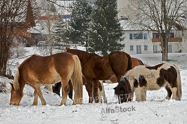 Horses