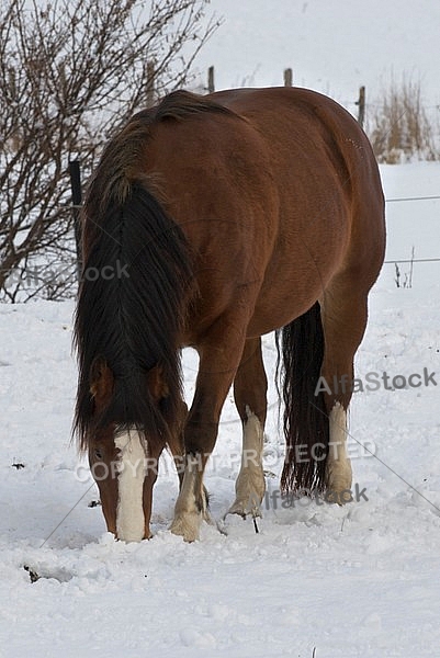 Horses