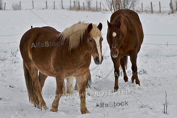 Horses