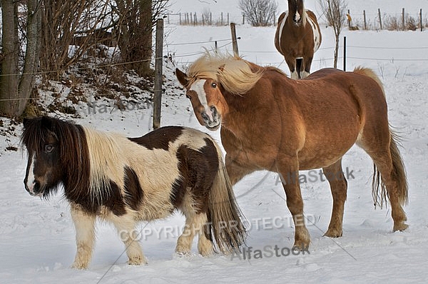 Horses