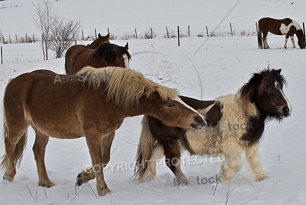 Horses