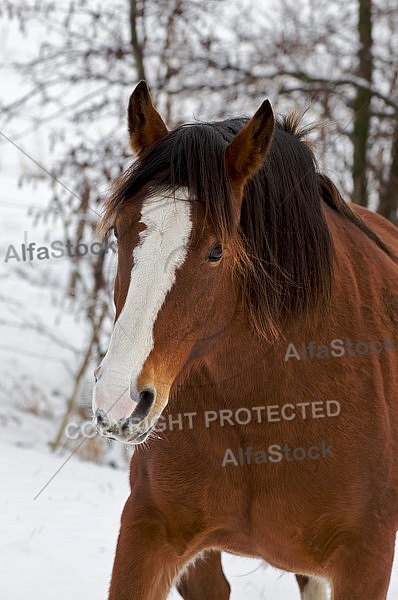 Horses