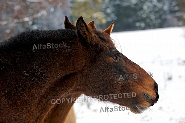 Horses