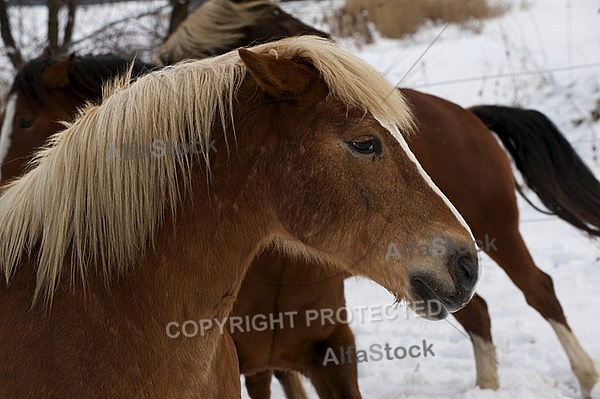 Horses