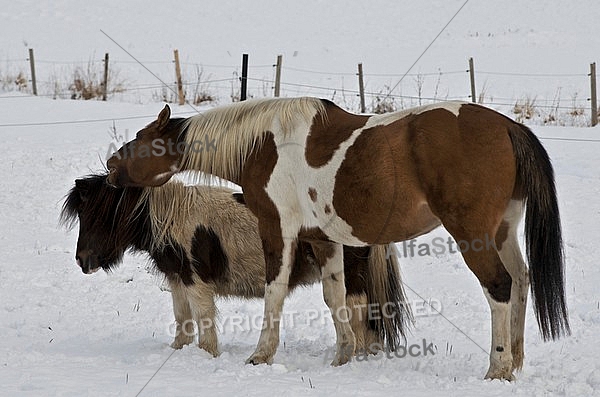 Horses