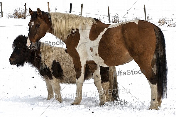 Horses