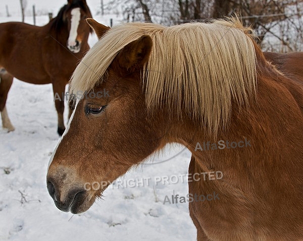 Horses