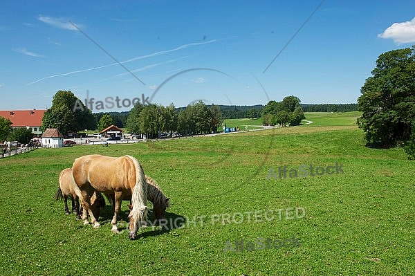 Horses