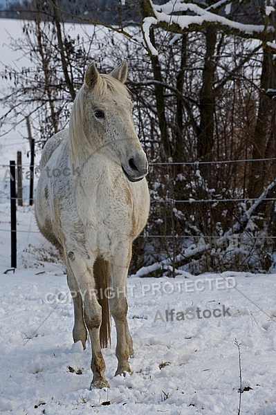 Horses