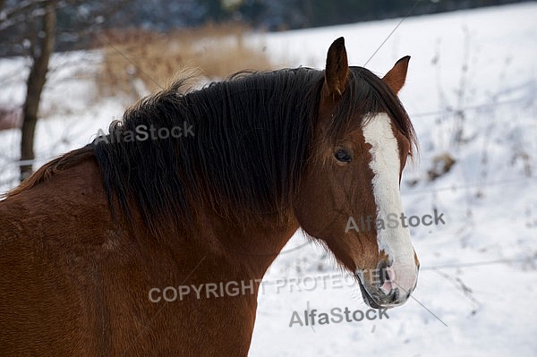 Horses