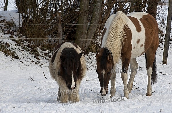 Horses