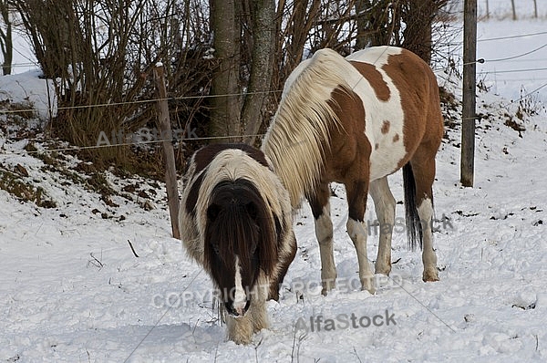 Horses