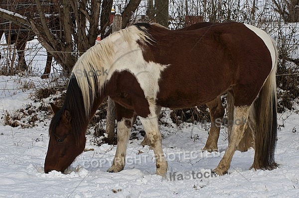 Horses