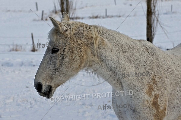 Horses