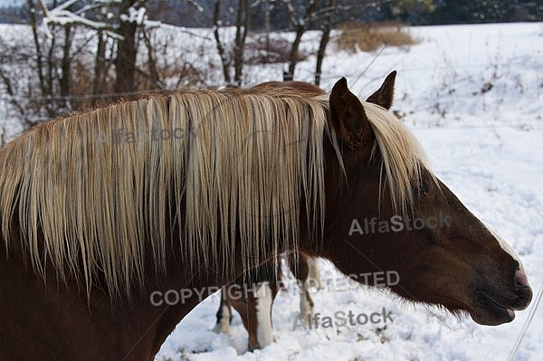 Horses