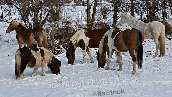 Horses