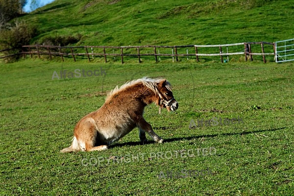 Horses