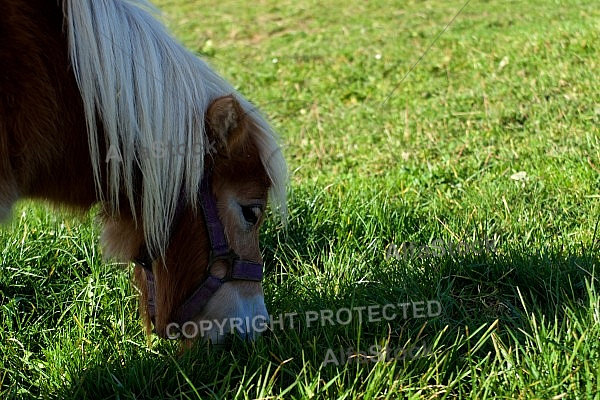 Horses