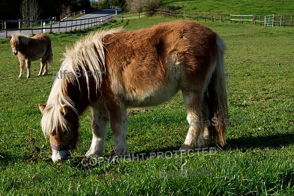 Horses