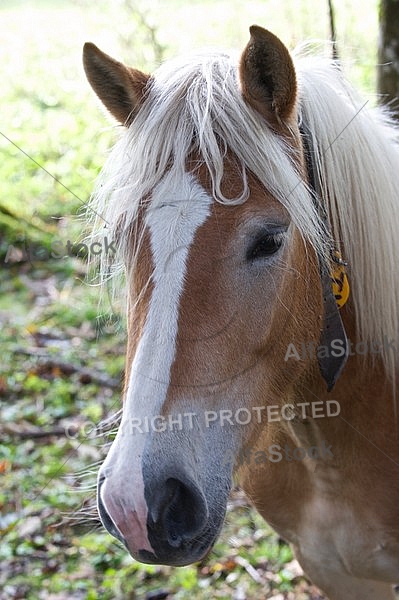 Horses