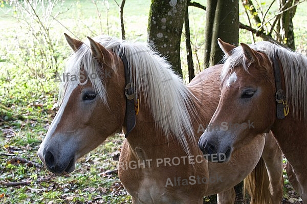 Horses