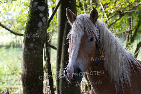 Horses