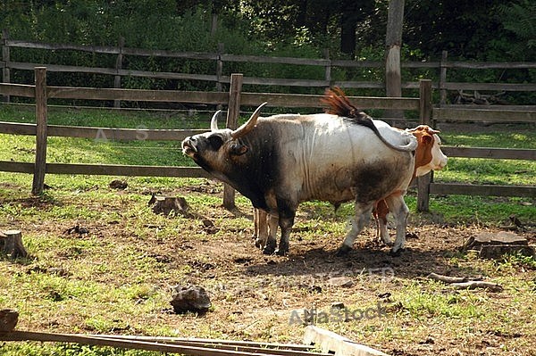 Hungarian Grey cattle