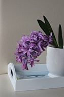 Hyacinth 