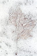 Iced leaf