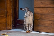 It is a gaudy cat in a door