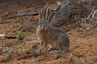 Jack Rabbit