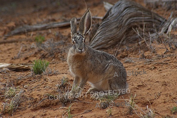 Jack Rabbit