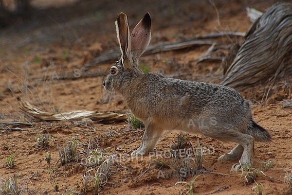 Jack Rabbit