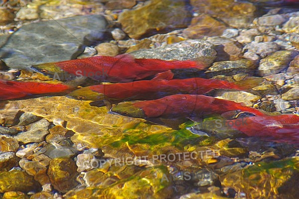 Kokanee