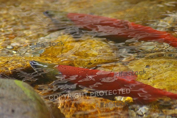 Kokanee