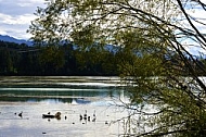 Lechbruck am See, Ostallgäu, Schwaben, Bavaria, Germany, Lech