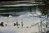 Lechbruck am See, Ostallgäu, Schwaben, Bavaria, Germany, Lech