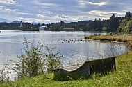 Lechbruck am See, Ostallgäu, Schwaben, Bavaria, Germany, Lech