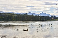 Lechbruck am See, Ostallgäu, Schwaben, Bavaria, Germany, Lech