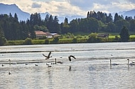 Lechbruck am See, Ostallgäu, Schwaben, Bavaria, Germany, Lech