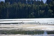 Lechbruck am See, Ostallgäu, Schwaben, Bavaria, Germany, Lech