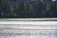 Lechbruck am See, Ostallgäu, Schwaben, Bavaria, Germany, Lech