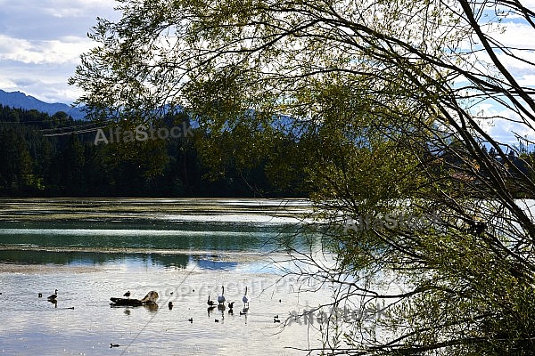 Lechbruck am See, Ostallgäu, Schwaben, Bavaria, Germany, Lech