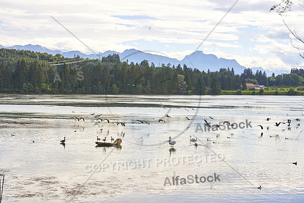 Lechbruck am See, Ostallgäu, Schwaben, Bavaria, Germany, Lech