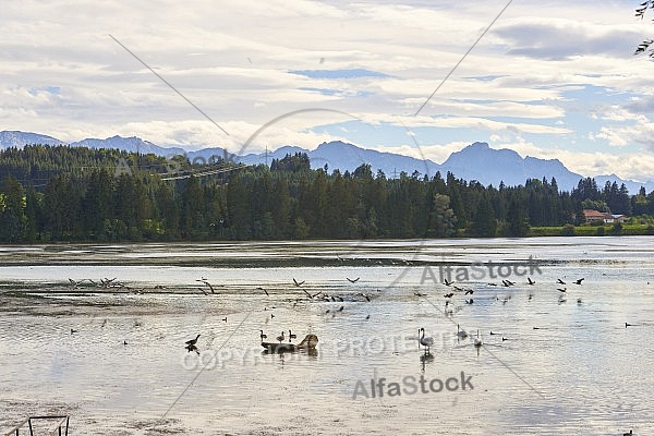 Lechbruck am See, Ostallgäu, Schwaben, Bavaria, Germany, Lech