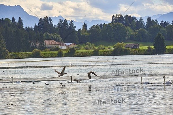 Lechbruck am See, Ostallgäu, Schwaben, Bavaria, Germany, Lech