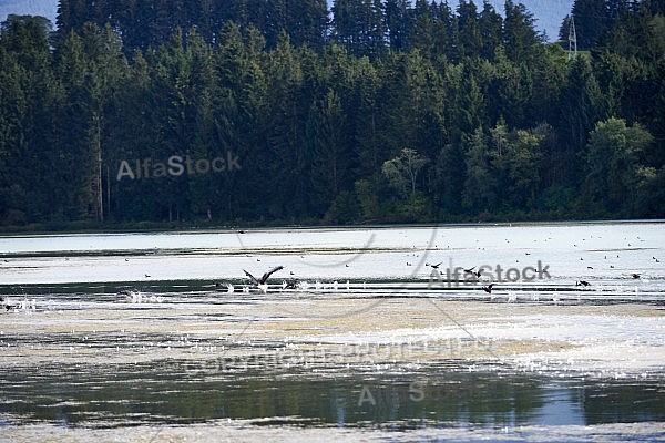 Lechbruck am See, Ostallgäu, Schwaben, Bavaria, Germany, Lech